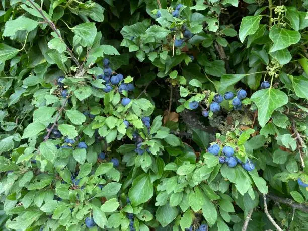 Close up of a blackthorn hedge with sloe berries also known as sloe plum