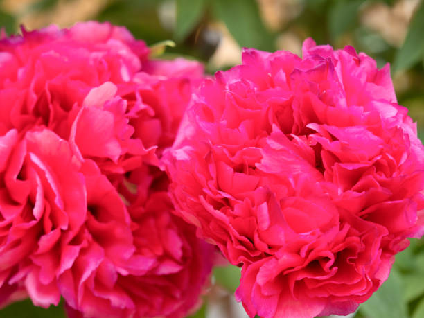 istock Winter peony flowers 1393749017