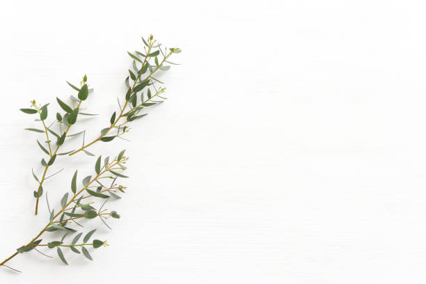 istock Top view image of eucalyptus over wooden white background. Flat lay 1393750145