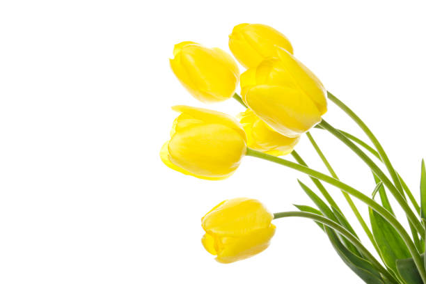 istock Bouquet of yellow tulips 1393751379