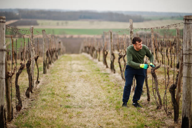 istock Portrait of man working on vineyard. 1393752134