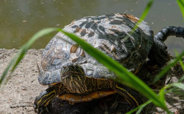 istock water turtle resting in the sun 1393752180