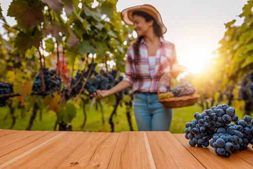 Young woman harvesting in vineyards.Woman inspecting grapes in vineyard.