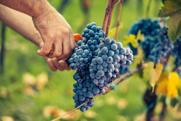 istock Man cutting bunch of grapes 1393752524