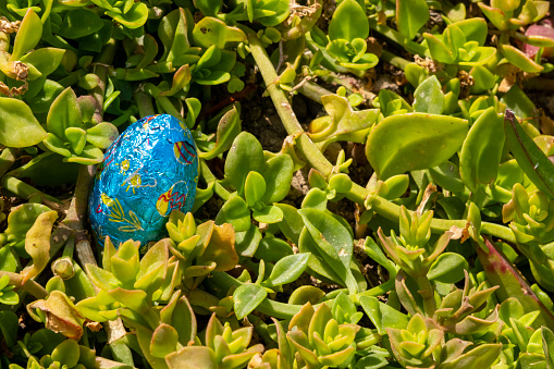 Easter Celebration and Spring concept: Chocolate Easter eggs wrapped in shiny metallic colorful Al-paper foil. One food object hidden in meadow as symbol for searching and finding. Beautiful Event invitation card background with copy space