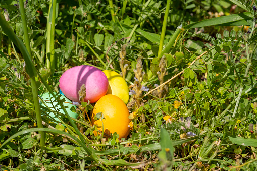 Easter Celebration and Spring concept: Natural colored Easter eggs hidden in meadow for the traditional Easter Hunt. Symbol for searching and finding. Beautiful Event invitation card background with copy space