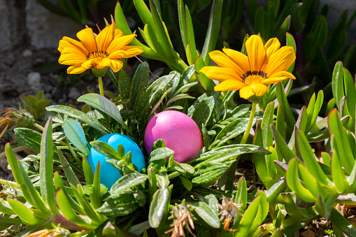 Easter Celebration and Spring concept: Natural colored Easter eggs hidden in meadow for the traditional Easter Hunt. Symbol for searching and finding. Beautiful Event invitation card background with copy space