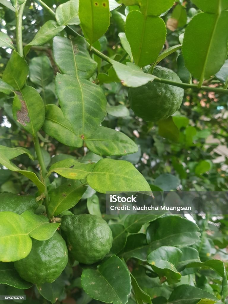 Eeetti Tree Kaffir Lime Tree Stock Photo - Download Image Now - Agriculture ...
