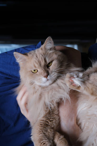 istock Rubbing and stroking the cat 1393755006