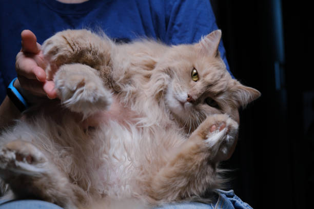 istock Rubbing and stroking the cat 1393755023