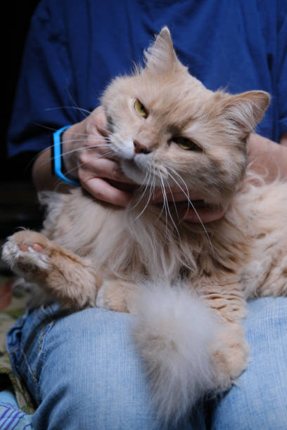 istock Rubbing and stroking the cat 1393755025