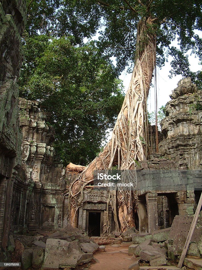 Храм Та Прум с дерево в крыше автомобиля - Стоковые фото Ангкор-Ват роялти-фри