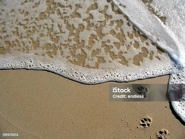 Pata Com Garras Oceano - Fotografias de stock e mais imagens de Ao Ar Livre - Ao Ar Livre, Areia, Cão