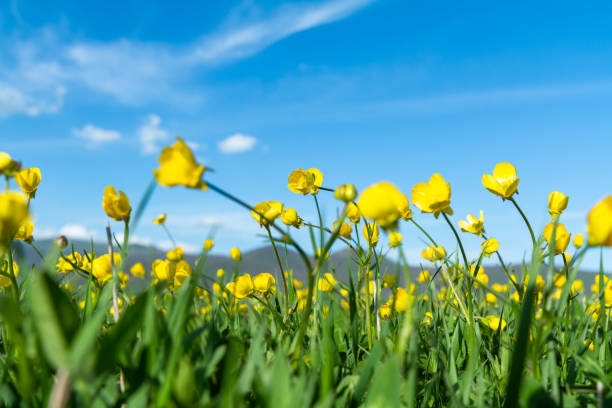 istock Spring wildflowers in the meadow 1393755171
