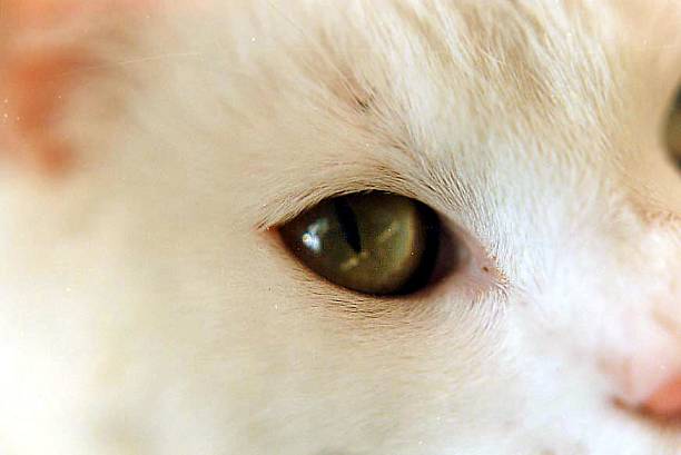 My cat's eye stock photo