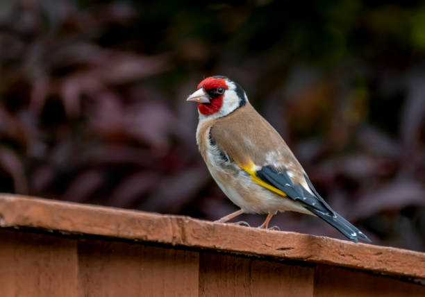 Goldfinch (Carduelis carduelis) Goldfinch on a wooden fence. gold finch photos stock pictures, royalty-free photos & images