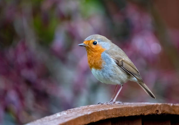 istock Robin (Erithacus rubecula) Perched On A Wooden Fence 1393756197