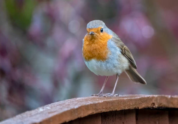 istock Robin (Erithacus rubecula) Perched On A Wooden Fence 1393756198