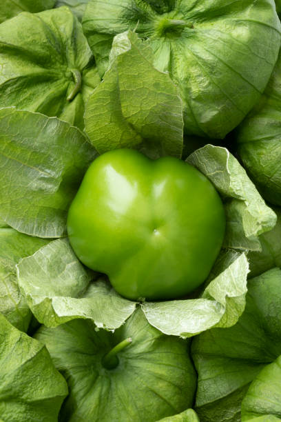 Single fresh peeled green Mexican tomatillo in a husk close up
