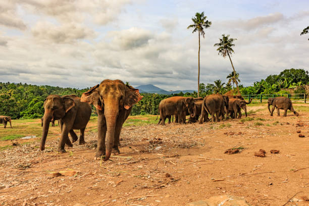 istock Pinnawala Elephant Orphanage, Sri Lanka 1393757817