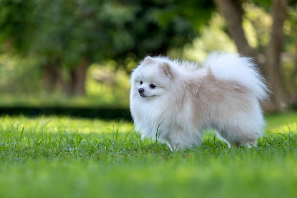 istock Portrait of a white Japanese Spitz dog 1393757830