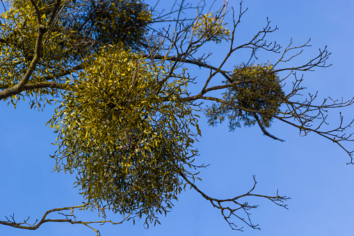 A sick withered tree attacked by mistletoe, viscum. They are woody, obligate hemiparasitic shrubs.