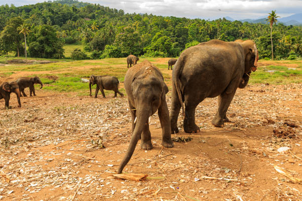 istock Pinnawala Elephant Orphanage, Sri Lanka 1393758463
