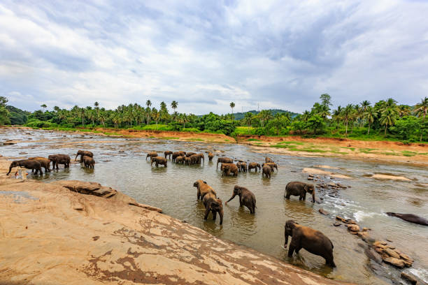 istock Pinnawala Elephant Orphanage, Sri Lanka 1393758852