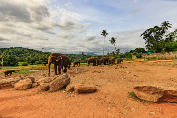 istock Pinnawala Elephant Orphanage, Sri Lanka 1393759392