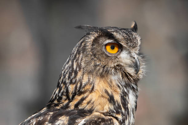 hibou grand-duc - powerful owl photos et images de collection