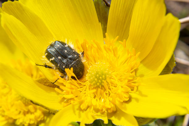 A brown beetle on the disc flowers of a yellow daisy.