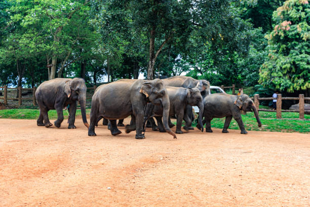istock Pinnawala Elephant Orphanage, Sri Lanka 1393761200