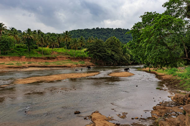 istock Pinnawala Elephant Orphanage, Sri Lanka 1393761704
