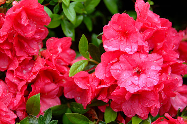 Red Azalea Blumen nach dem Regen – Foto