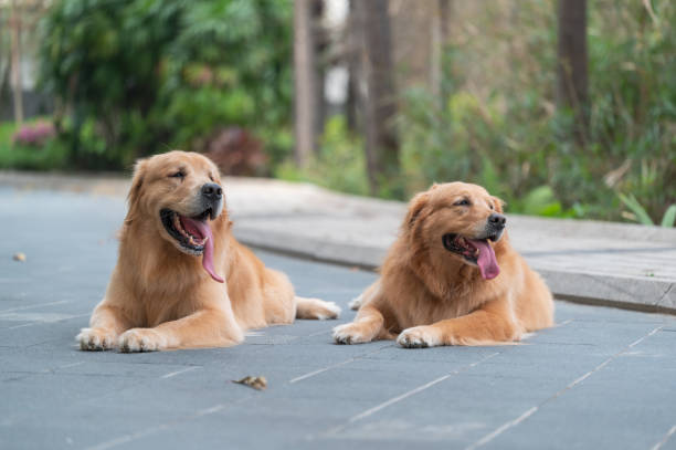 istock Two golden retrievers lying on the ground 1393761862