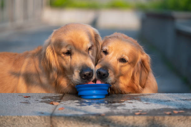 istock Two golden retrievers drinking water together 1393761877