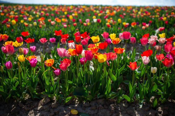 istock Tulip field with different colour tulips. Sunny weather in spring. 1393762199