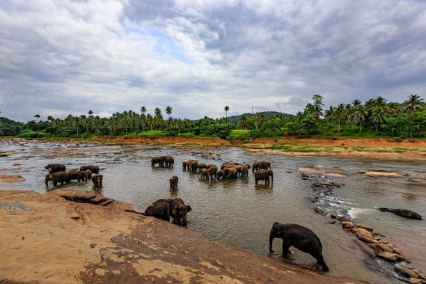 istock Pinnawala Elephant Orphanage, Sri Lanka 1393762245
