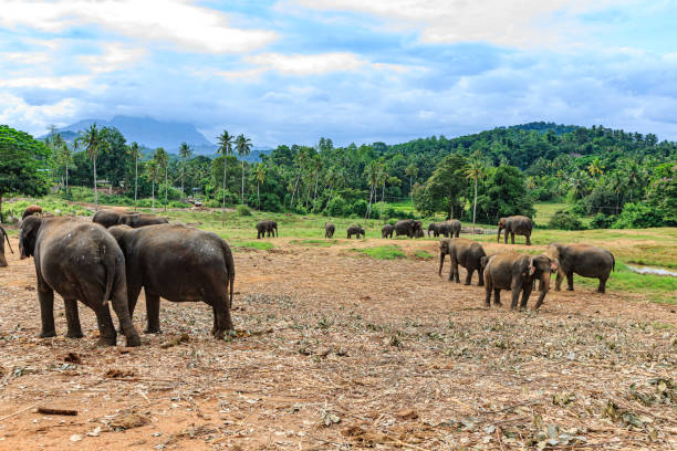 istock Pinnawala Elephant Orphanage, Sri Lanka 1393762947