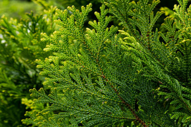 istock Beautiful japanese cypress leaf in the forest. 1393763079