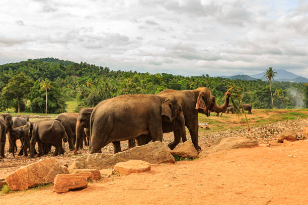 istock Pinnawala Elephant Orphanage, Sri Lanka 1393763172