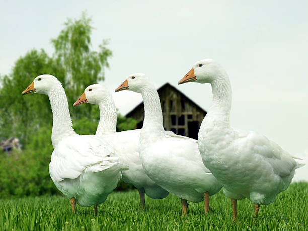 GEESE stock photo