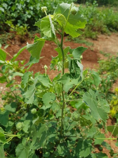 istock Grass and weeds in the garden 1393763207
