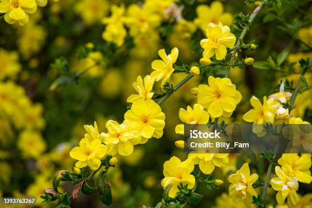 Jasminum Mesnyi That Blooms Many Yellow Flowers In The Garden Stock Photo - Download Image Now