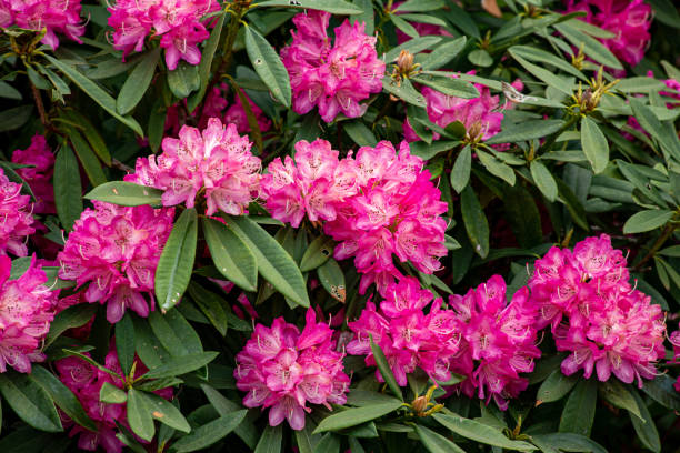 istock Rhododendron flowers bloomed in the forest. 1393763274