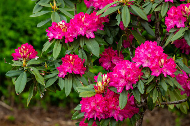 istock Rhododendron flowers bloomed in the forest. 1393763285