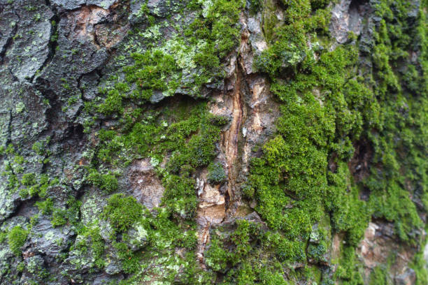 istock Wet bark covered with green moss and lichen 1393763618