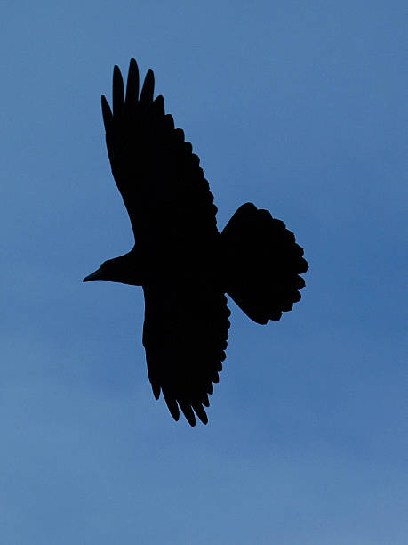 Raven silueta - foto de stock