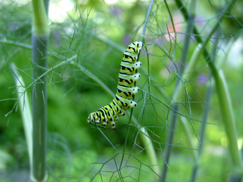 it's a caterpiller on a fennel plant, probably a black swallowtail.