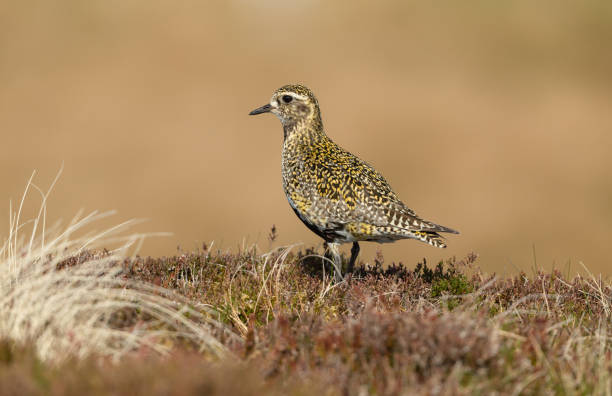 Golden Plover facing left, stood in natural moorland habitat with heather and grasses.  Scientific name: Pluvialis apricaria.  Adult bird with Summer plumage. Swaledale, UK. Golden Plover facing left stood in natural moorland habitat with heather and grasses.  Scientific name: Pluvialis apricaria.  Adult bird with Summer plumage. Swaledale, UK. Horizontal. Space for copy. apricaria stock pictures, royalty-free photos & images